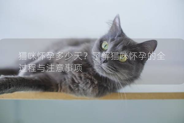 貓咪懷孕多少天？了解貓咪懷孕的全過程與注意事項