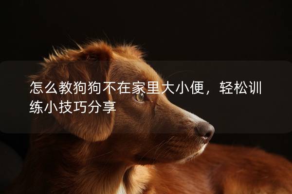 怎么教狗狗不在家里大小便，輕松訓練小技巧分享
