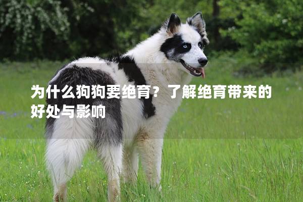 為什么狗狗要絕育？了解絕育帶來的好處與影響