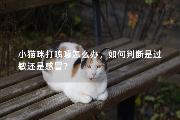 小貓咪打噴嚏怎么辦，如何判斷是過敏還是感冒？