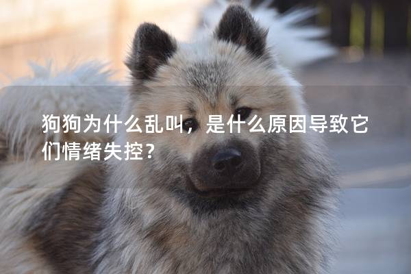 狗狗為什么亂叫，是什么原因導致它們情緒失控？