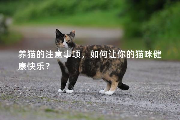 養貓的注意事項,如何讓你的貓咪健康快樂? 養貓的注意事項,如何讓你的貓咪健康快樂?