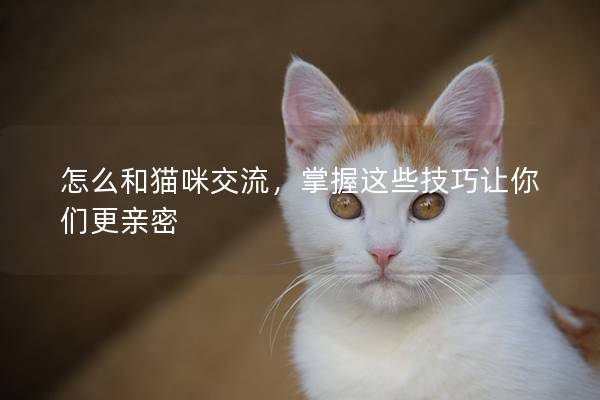怎么和貓咪交流，掌握這些技巧讓你們更親密