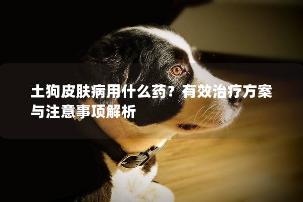 土狗皮膚病用什么藥？有效治療方案與注意事項解析