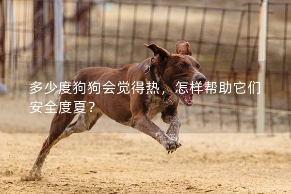 多少度狗狗會覺得熱，怎樣幫助它們安全度夏？