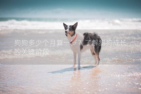 狗狗多少個月算一歲？了解狗狗成長的關鍵階段