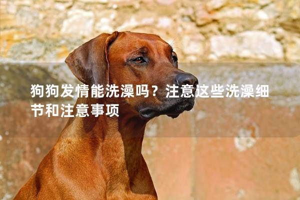 狗狗發情能洗澡嗎?注意這些洗澡細節和注意事項 狗狗發情能洗澡嗎?注意這些洗澡細節和注意事項