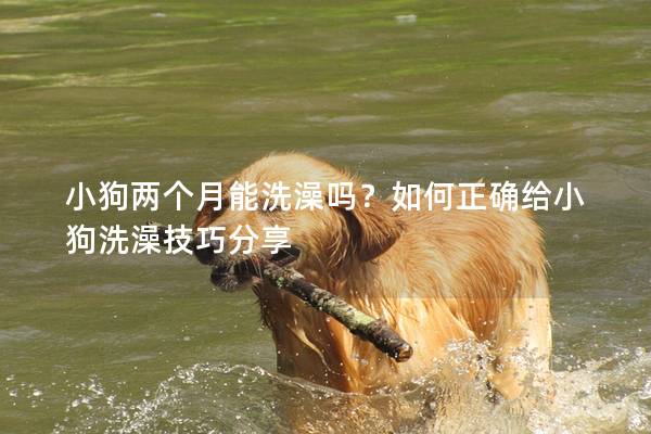 小狗兩個(gè)月能洗澡嗎？如何正確給小狗洗澡技巧分享