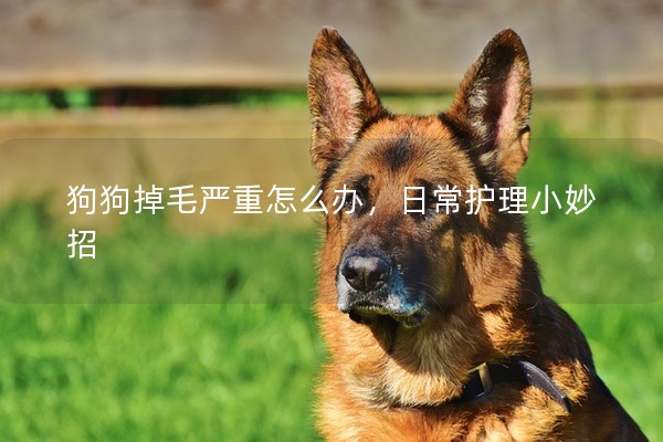 狗狗掉毛嚴重怎么辦，日常護理小妙招