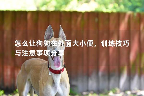 怎么讓狗狗在外面大小便，訓練技巧與注意事項分享