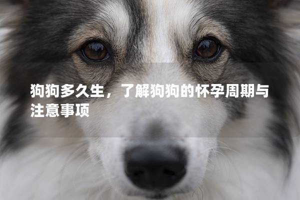 狗狗多久生，了解狗狗的懷孕周期與注意事項(xiàng)