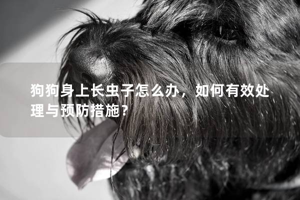 狗狗身上長蟲子怎么辦，如何有效處理與預防措施？