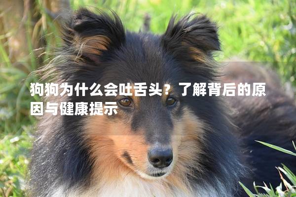 狗狗為什么會吐舌頭？了解背后的原因與健康提示