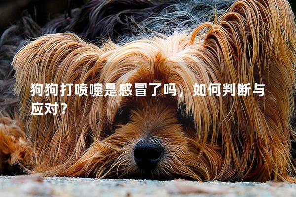 狗狗打噴嚏是感冒了嗎，如何判斷與應對？