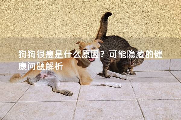 狗狗很瘦是什么原因?可能隱藏的健康問題解析 狗狗很瘦是什么原因?可能隱藏的健康問題解析