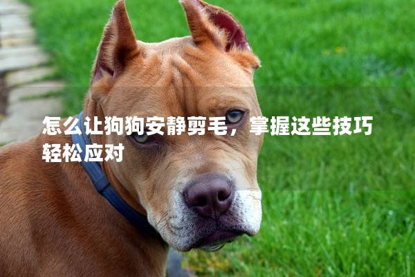 怎么讓狗狗安靜剪毛，掌握這些技巧輕松應對