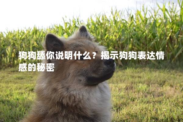 狗狗舔你說明什么？揭示狗狗表達(dá)情感的秘密