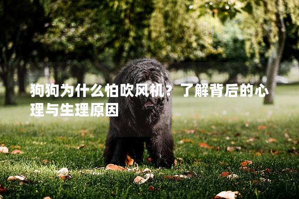 狗狗為什么怕吹風機？了解背后的心理與生理原因