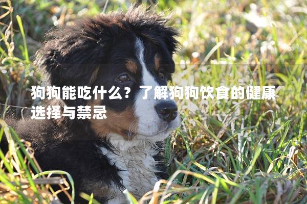 狗狗能吃什么？了解狗狗飲食的健康選擇與禁忌