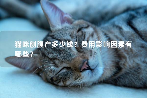 貓咪刨腹產多少錢？費用影響因素有哪些？