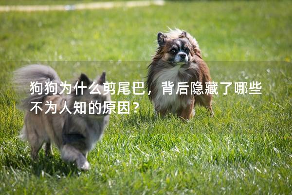 狗狗為什么剪尾巴，背后隱藏了哪些不為人知的原因？