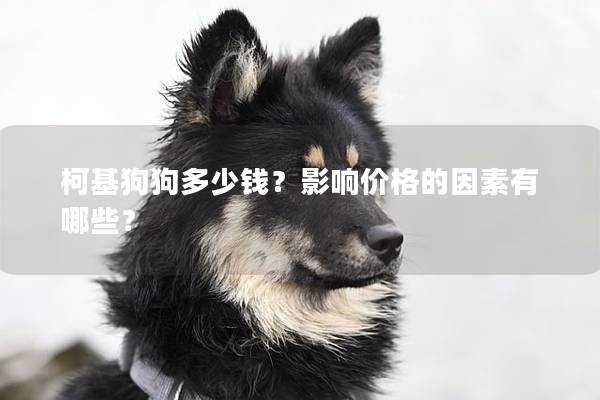 柯基狗狗多少錢？影響價格的因素有哪些？