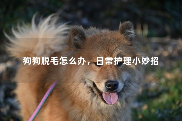 狗狗脫毛怎么辦,日常護理小妙招 狗狗脫毛怎么辦,日常護理小妙招