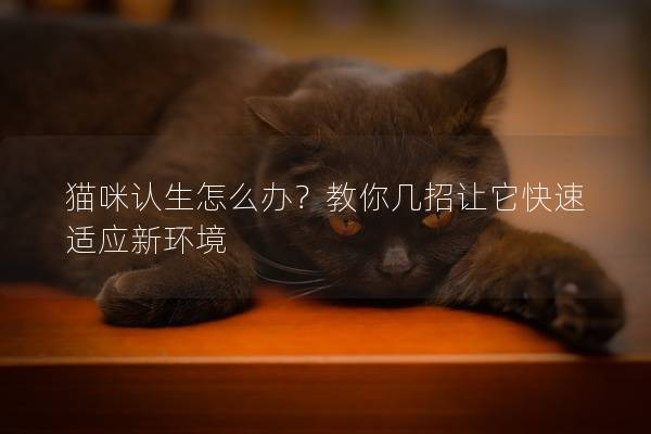 貓咪認生怎么辦？教你幾招讓它快速適應新環境