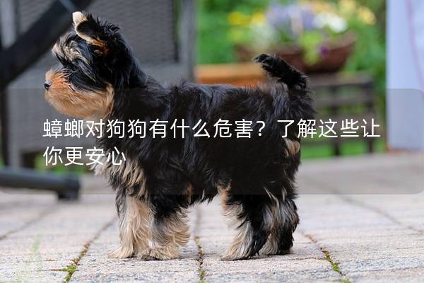 蟑螂對狗狗有什么危害？了解這些讓你更安心