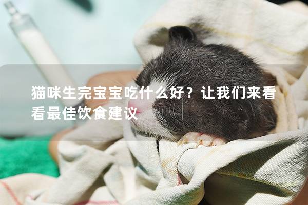 貓咪生完寶寶吃什么好？讓我們來看看最佳飲食建議