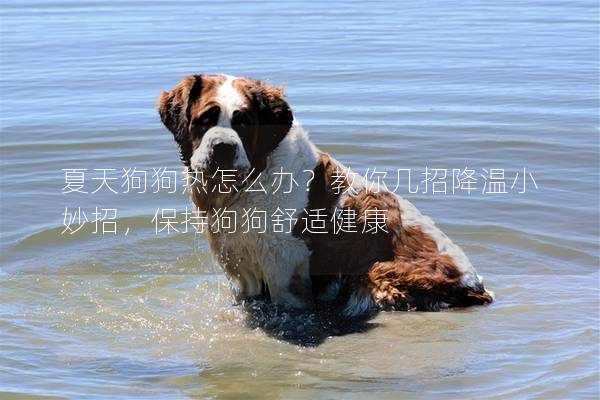 夏天狗狗熱怎么辦?教你幾招降溫小妙招,保持狗狗舒適健康 夏天狗狗熱怎么辦?教你幾招降溫小妙招,保持狗狗舒適健康