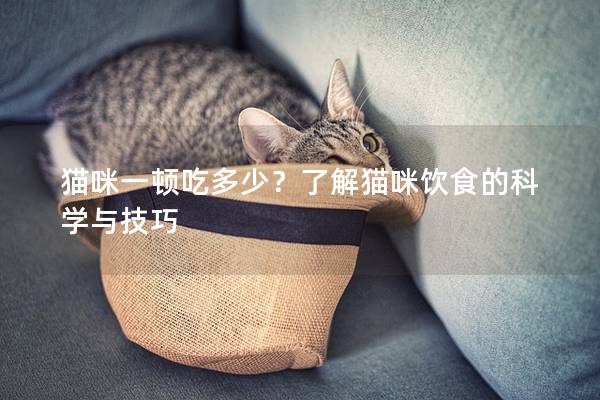 貓咪一頓吃多少？了解貓咪飲食的科學(xué)與技巧