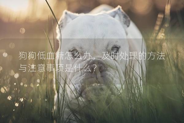 狗狗低血糖怎么辦,及時處理的方法與注意事項是什么? 狗狗低血糖怎么辦,及時處理的方法與注意事項是什么?