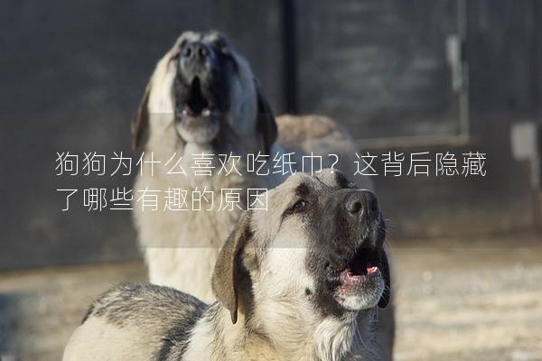 狗狗為什么喜歡吃紙巾？這背后隱藏了哪些有趣的原因