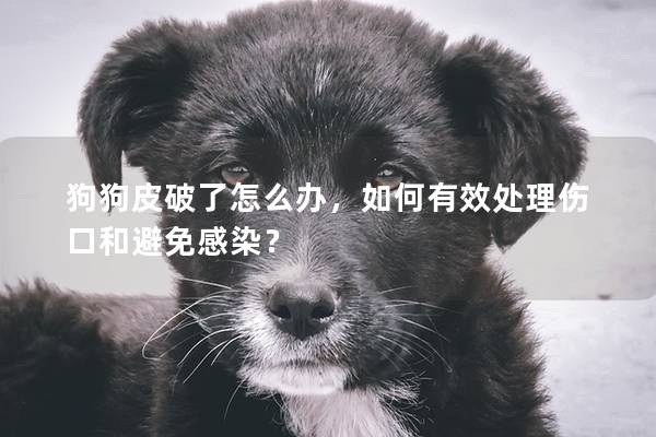 狗狗皮破了怎么辦，如何有效處理傷口和避免感染？