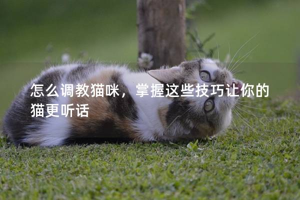 怎么調教貓咪,掌握這些技巧讓你的貓更聽話 怎么調教貓咪,掌握這些技巧讓你的貓更聽話
