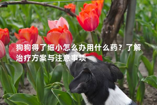 狗狗得了細(xì)小怎么辦用什么藥？了解治療方案與注意事項(xiàng)