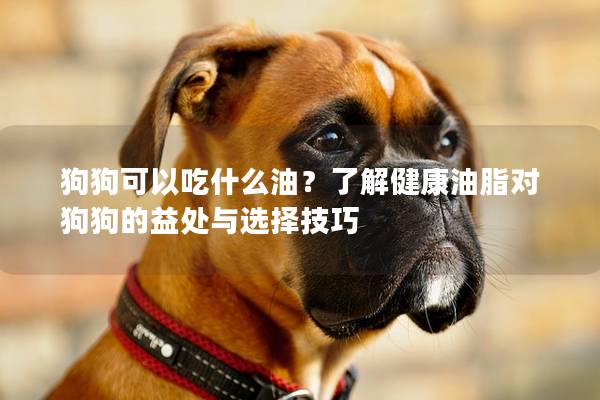 狗狗可以吃什么油？了解健康油脂對(duì)狗狗的益處與選擇技巧