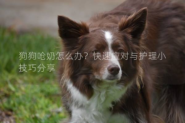 狗狗嗆奶怎么辦？快速應(yīng)對與護(hù)理小技巧分享