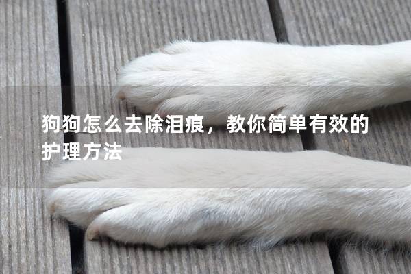 狗狗怎么去除淚痕，教你簡單有效的護理方法