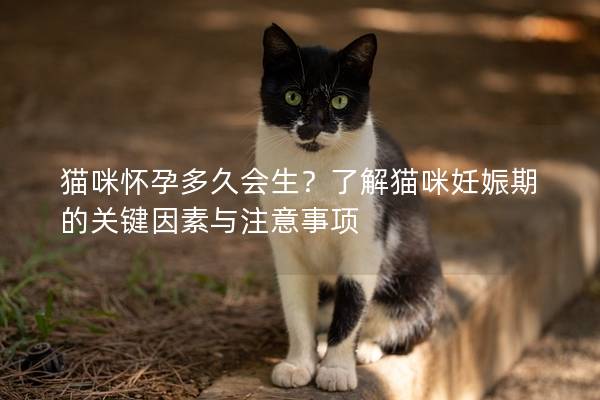 貓咪懷孕多久會生？了解貓咪妊娠期的關鍵因素與注意事項