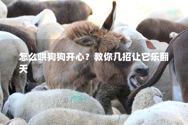 怎么哄狗狗開(kāi)心？教你幾招讓它樂(lè)翻天