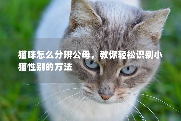 貓咪怎么分辨公母，教你輕松識別小貓性別的方法