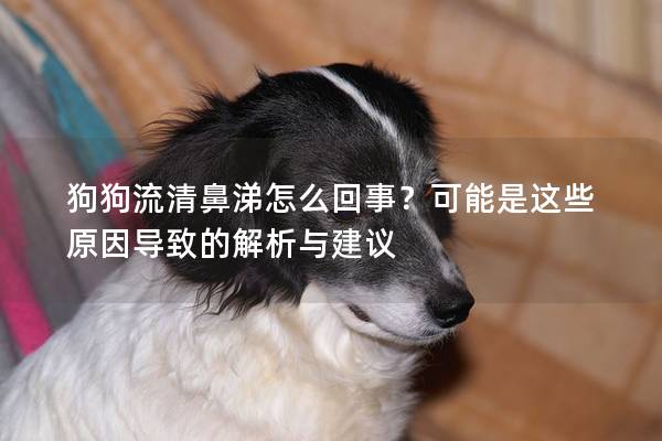 狗狗流清鼻涕怎么回事?可能是這些原因導致的解析與建議 狗狗流清鼻涕怎么回事?可能是這些原因導致的解析與建議