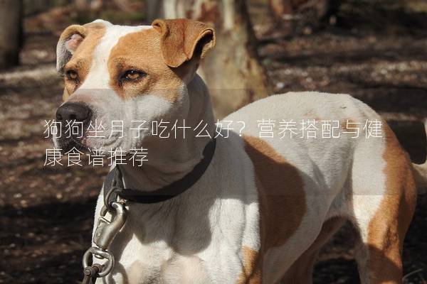 狗狗坐月子吃什么好？營養搭配與健康食譜推薦