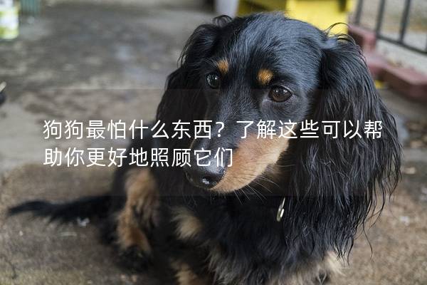 狗狗最怕什么東西？了解這些可以幫助你更好地照顧它們