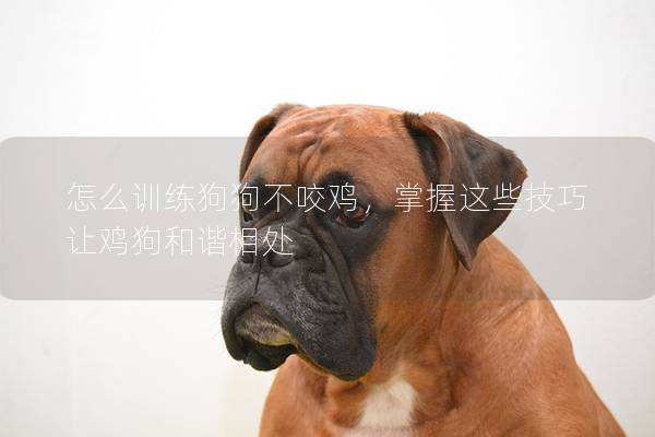 怎么訓(xùn)練狗狗不咬雞，掌握這些技巧讓雞狗和諧相處