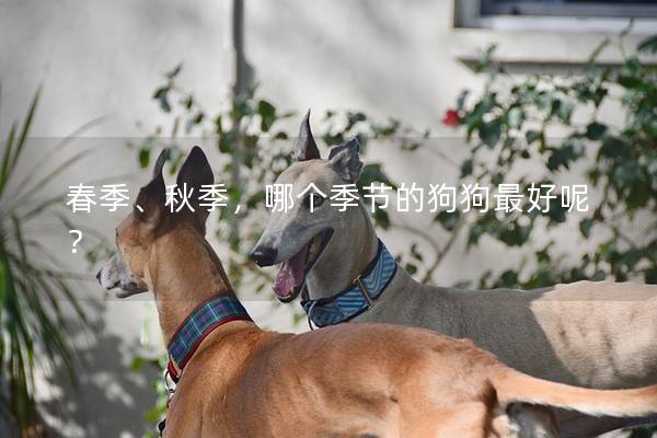 春季、秋季，哪個季節的狗狗最好呢？