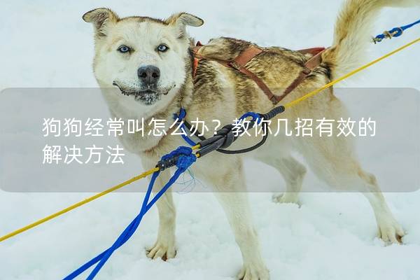 狗狗經(jīng)常叫怎么辦？教你幾招有效的解決方法