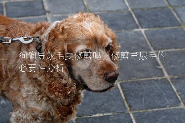 狗狗導尿毛要修剪嗎,修剪導尿毛的必要性分析 狗狗導尿毛要修剪嗎,修剪導尿毛的必要性分析